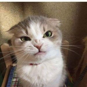 Meet your Posher, Bridgette